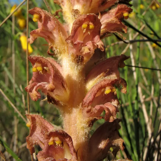 Greater broomrape
