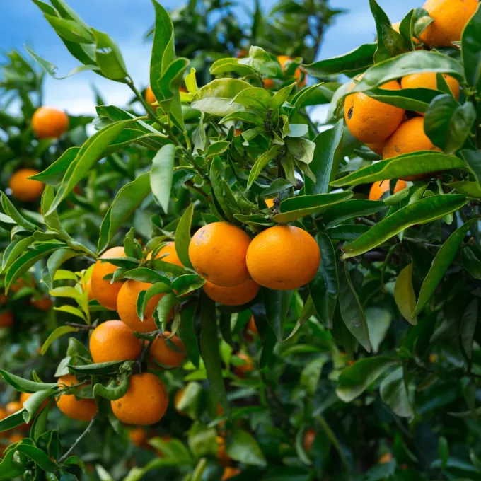 Mandarin