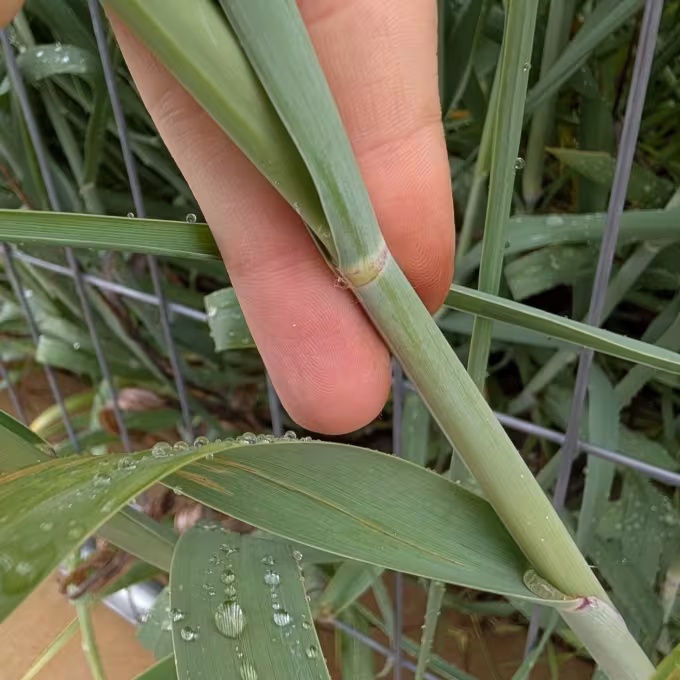 Bitter panicgrass