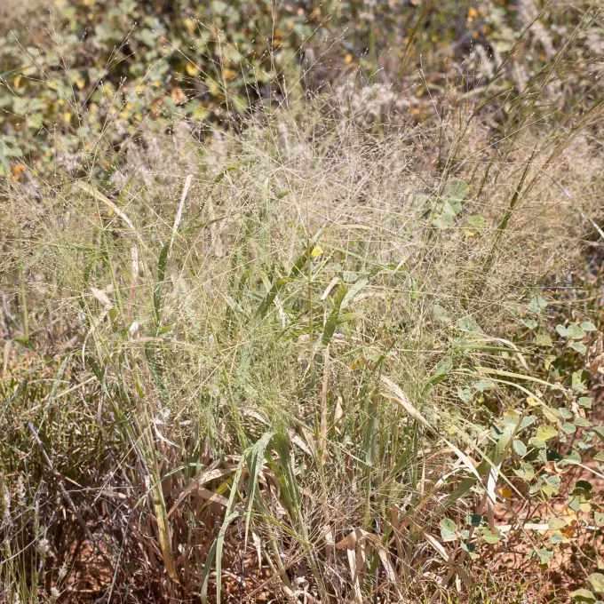 Panicum decompositum