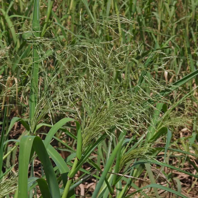 Panicum elephantipes