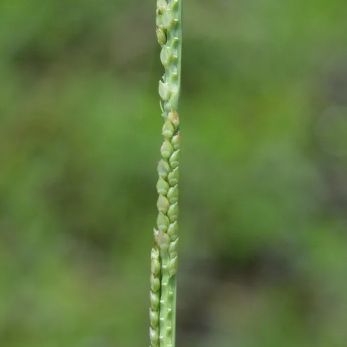 Setaria geminata