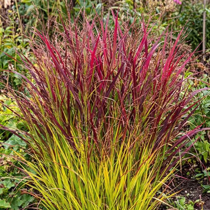 Flexuous millet