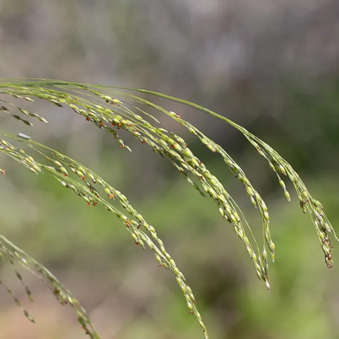 Panicum whitei