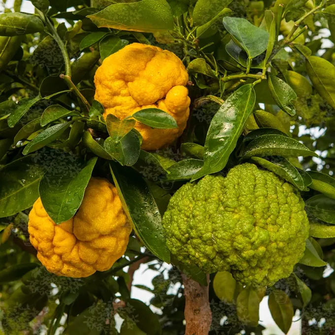 Citrus pseudogulgul