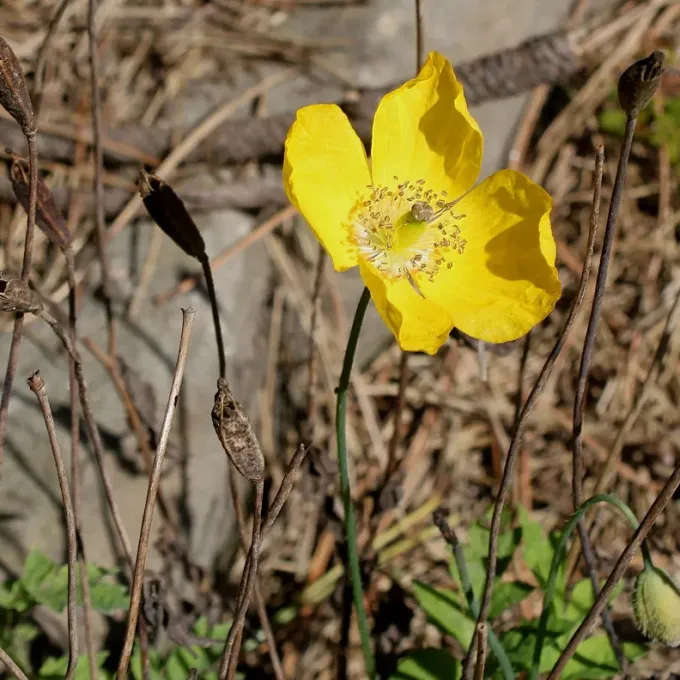 Rhaetian poppy