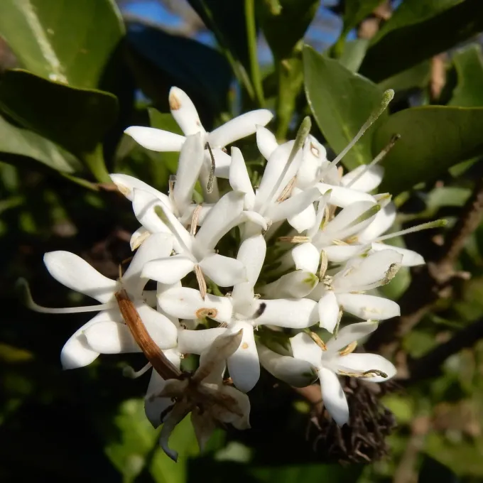 Pavetta caffra