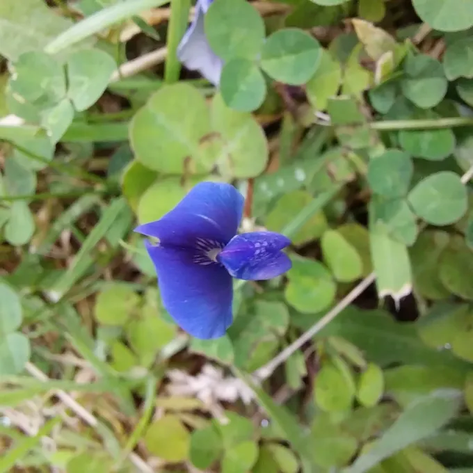 Blue oxalis