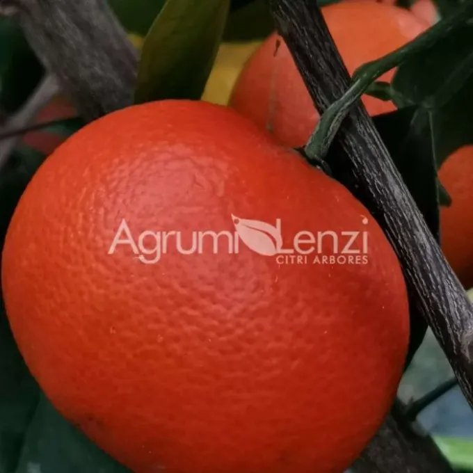 Orange and clementine hybrids