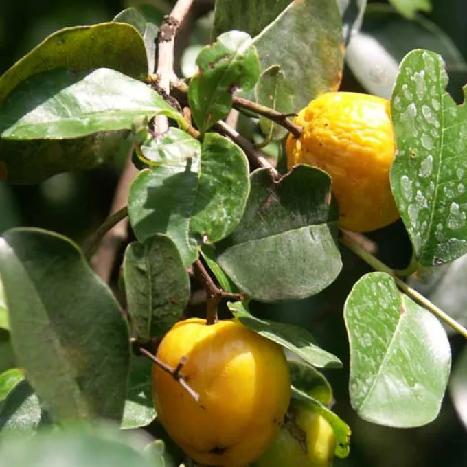 Eugenia umbellulifera