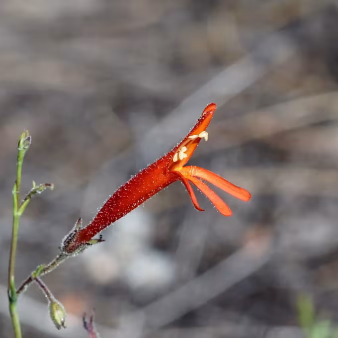 Penstemon pinifolius