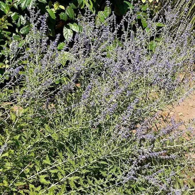 Scrophularia-leaf sage