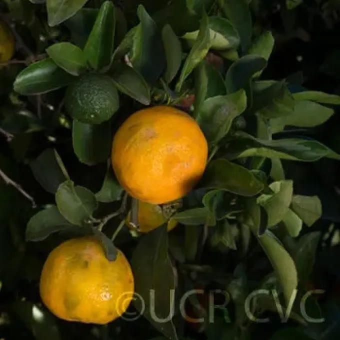 Citrus tardiva
