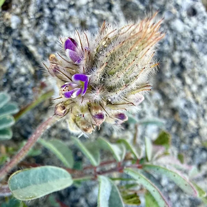 Dalea