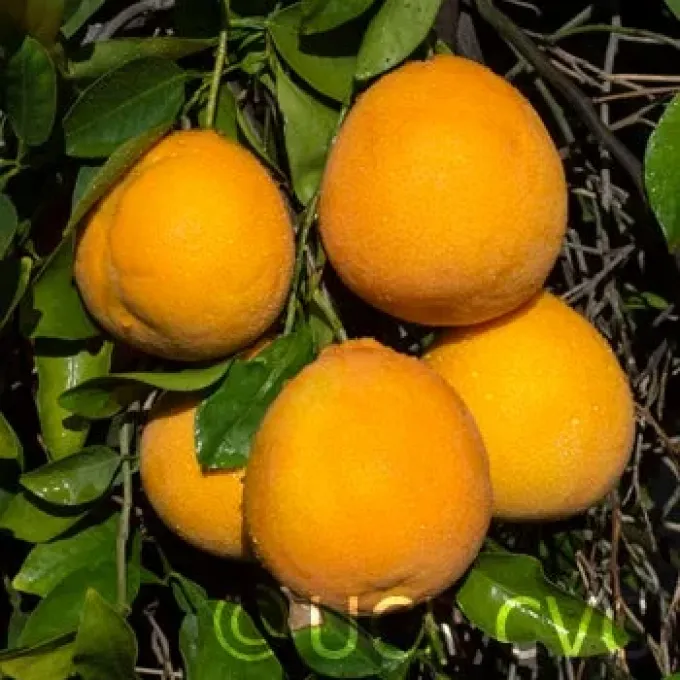 Citrus tengu