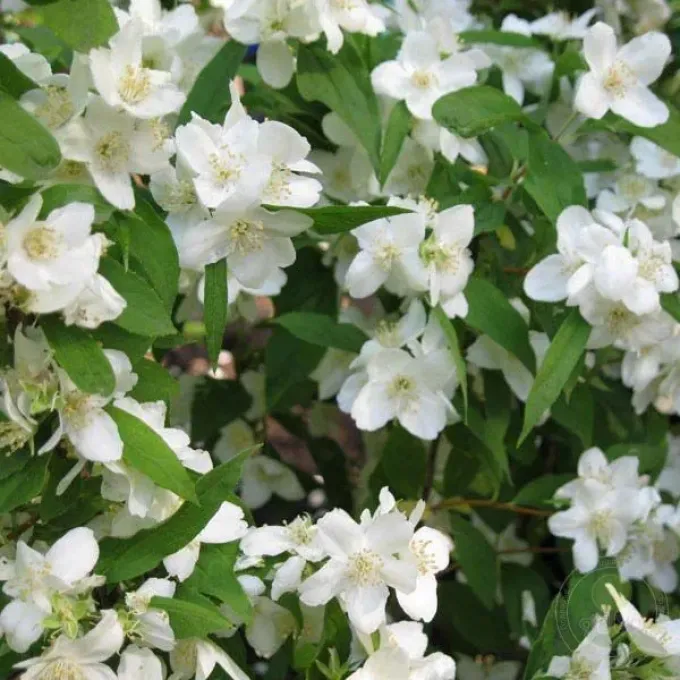 Willow-leaf mock orange