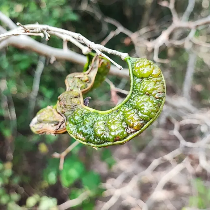 Pithecellobium foliolosum