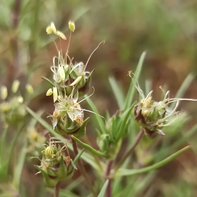 Evergreen plantain
