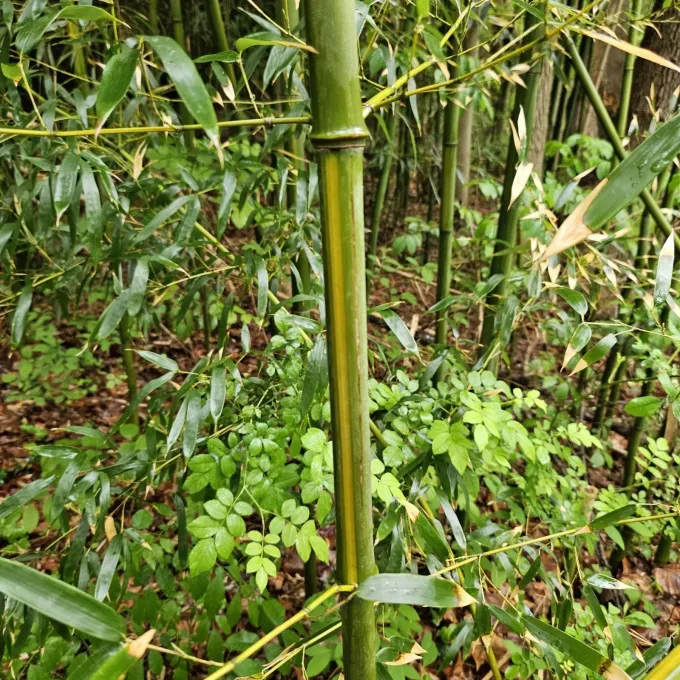 Yellow groove bamboo