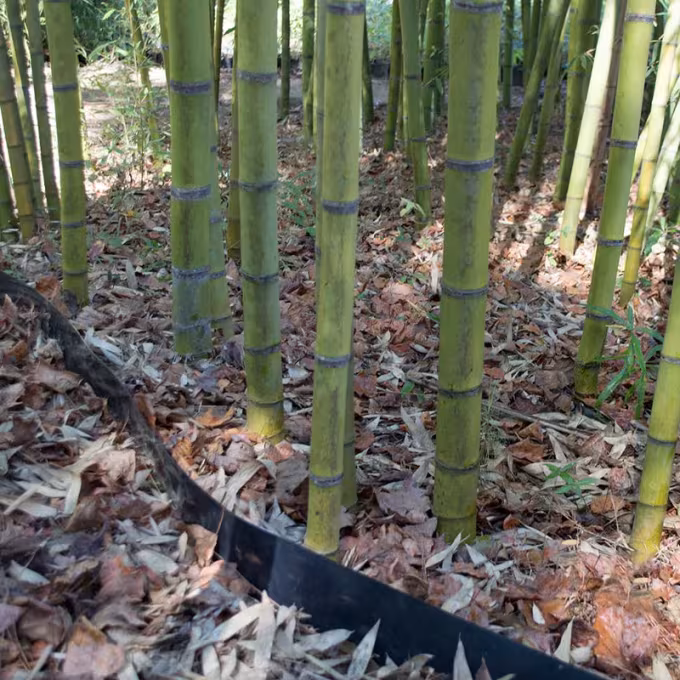 Phyllostachys viridis