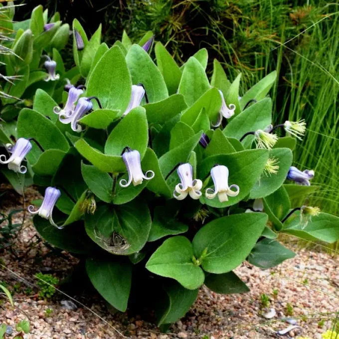 Fremont's and whole-leaved clematis hybrids