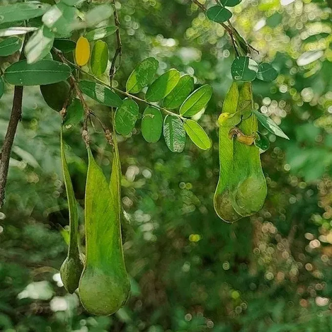 Platypodium elegans