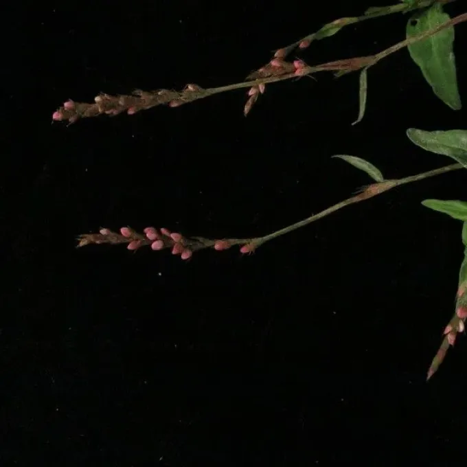 Polygonum posumbu