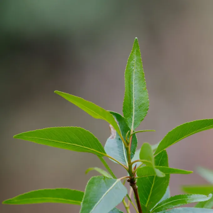 Narrowleaf cottonwood