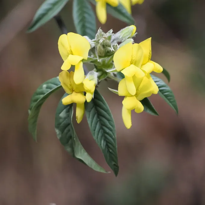 Piptanthus nepalensis