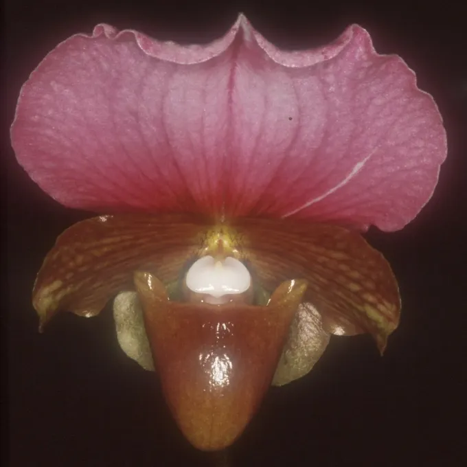 Paphiopedilum charlesworthii