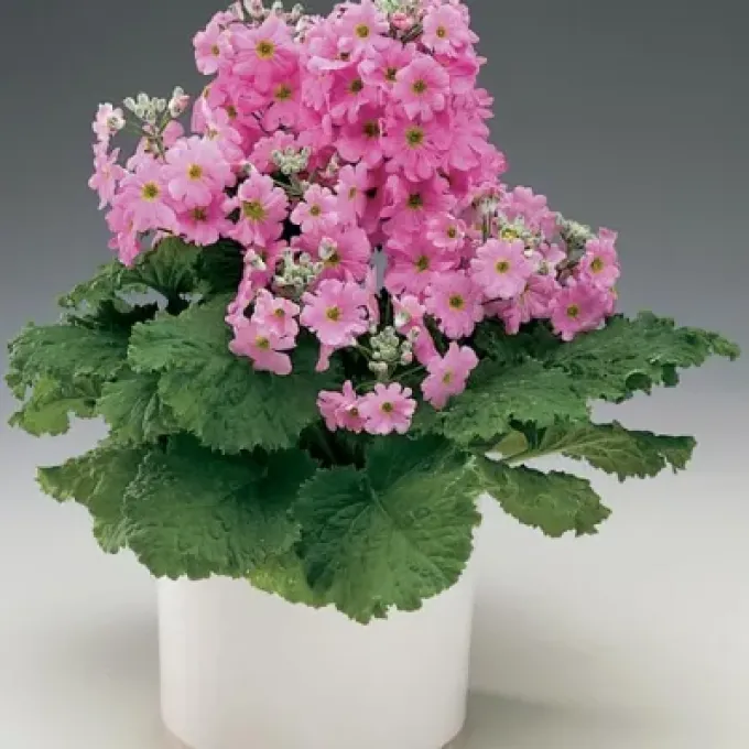 Chinese primrose