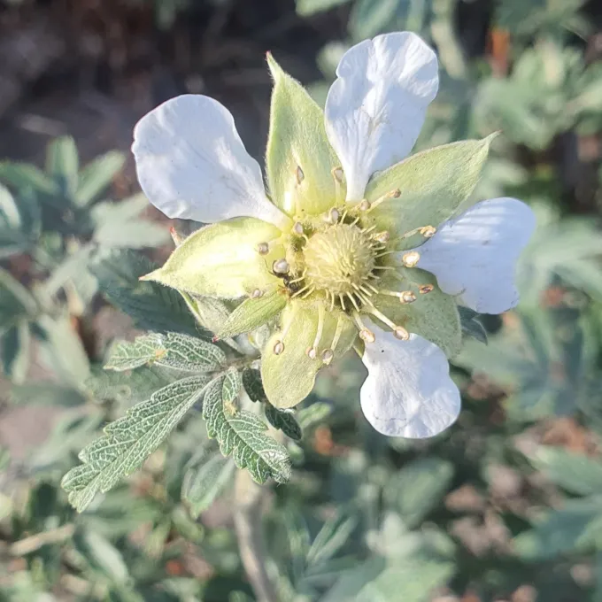 Potentilla salesoviana