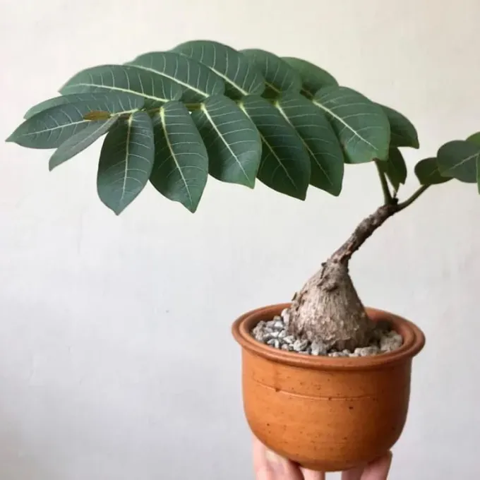Phyllanthus magnificens