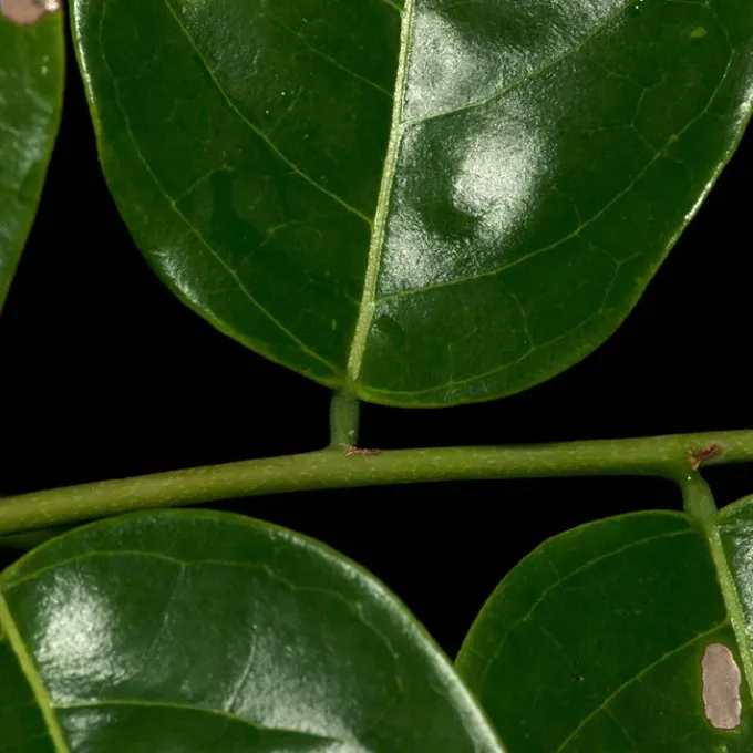 Phyllanthus polyanthus