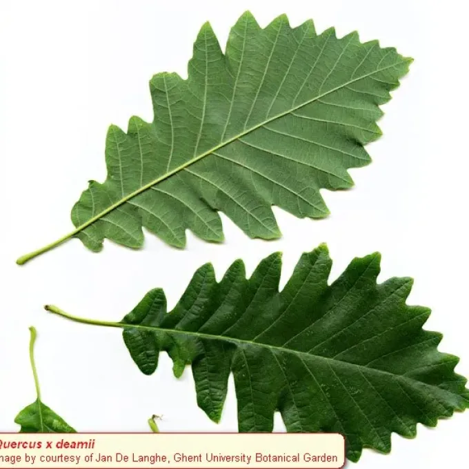 Deam's Oak