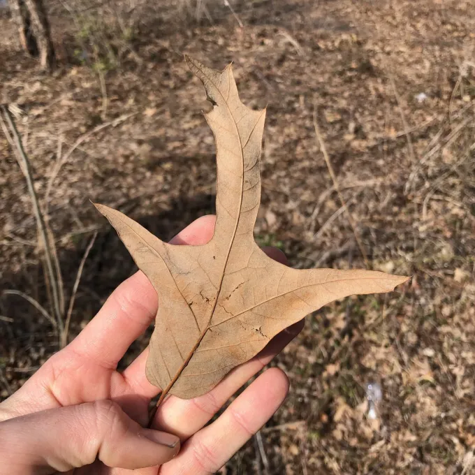 Southern red oak