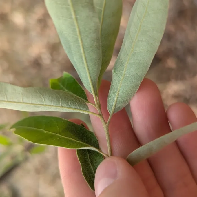 Bluejack oak