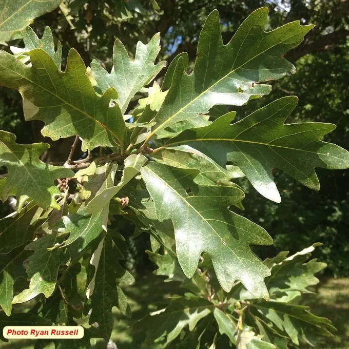Jack oak