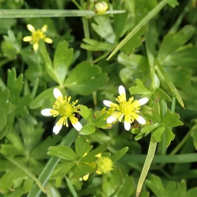 River buttercup