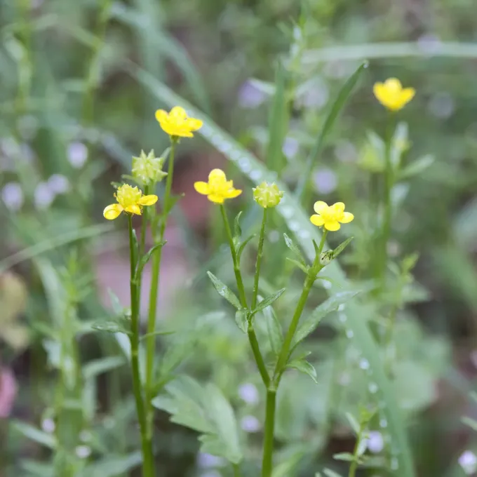 Hairy buttercup