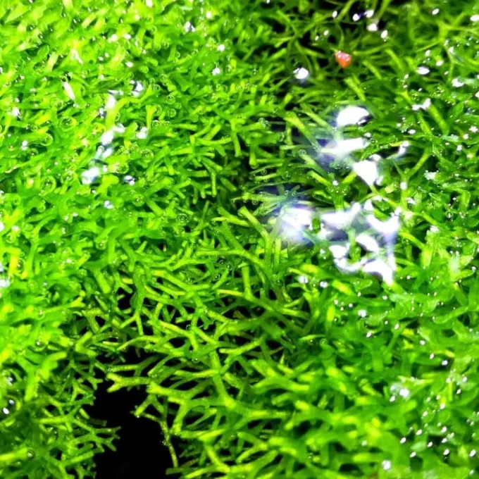Crystalwort