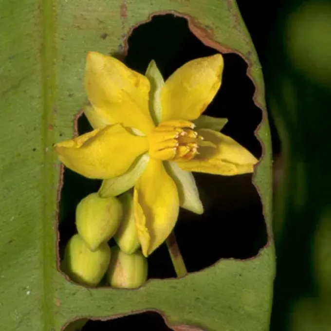 Rhabdophyllum arnoldianum