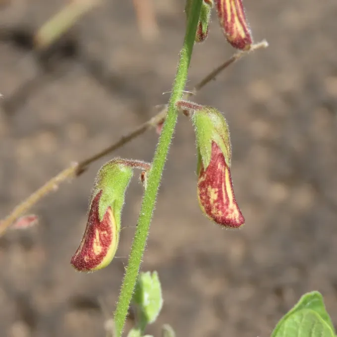 Rhynchosia sublobata