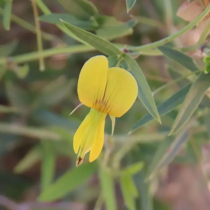Rhynchosia totta