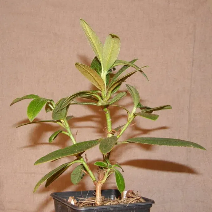 Rhododendron adenophorum