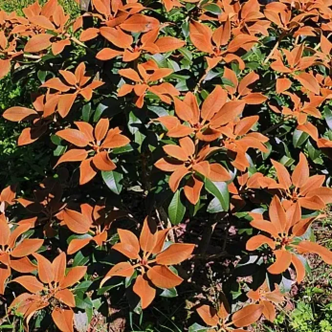 Rhododendron bureavii