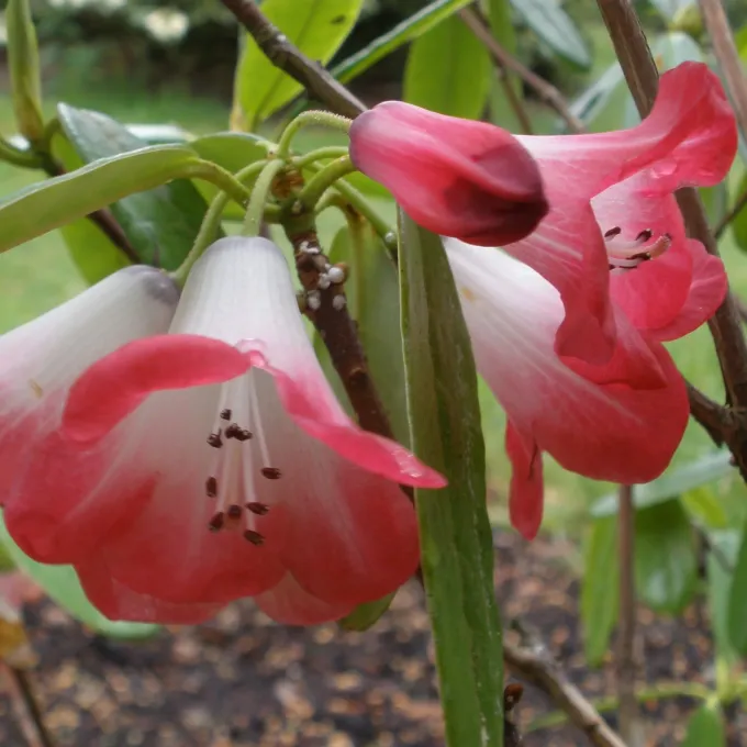 Cherry-red rhododendron