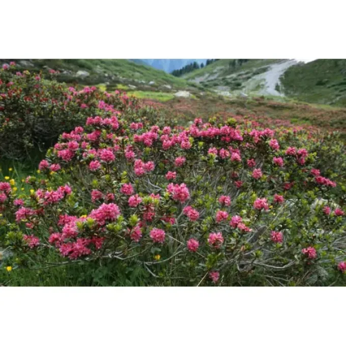 Rusty-leaved rhododendron