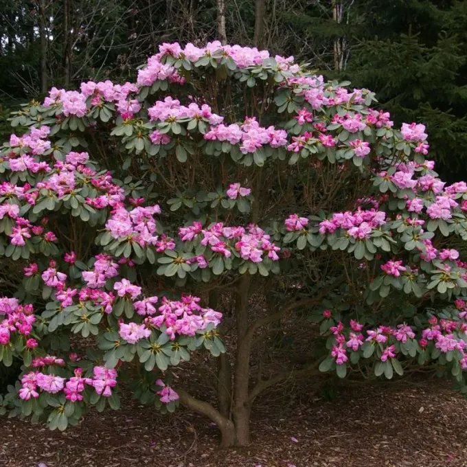 Farges rhododendron