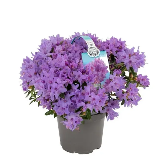 Fringed rhododendron